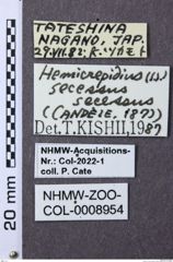 Etiketten zu Hemicrepidius secessus (NHMW-ZOO-COL-0008954)